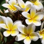 380770-frangipani