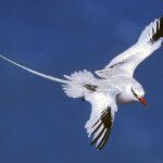 Red-billed_Tropicbird_l07-40-152_l