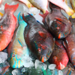 Parrot fish at phuket