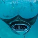 manta14