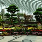 Singapore Gardens by the Bay flowers 150x150 - Singapore_Gardens_by_the_Bay_viewed_from_Marina_Bay_Sands_10