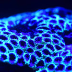 Huvafen Fushi SpaQuarium 3