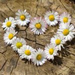 daisies-g18b0ef9fd_1280