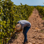 Wine_Experience_Baglioni_Resort_Sardinia (3)