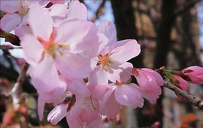 posadka sakura ukhod za kustarnikom 11 - Где любоваться весенними цветами и что взять в путешествие